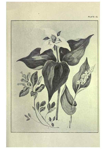 Reproducción/Reproduction 33040795748: Studies of plant life in Canada :. Toronto :W. Briggs,1906.. 