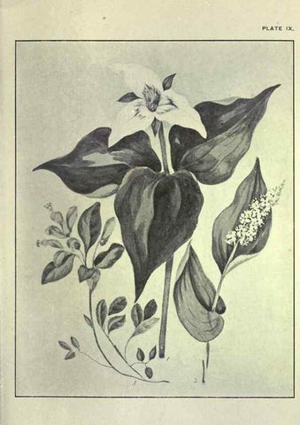 Reproducción/Reproduction 33040795748: Studies of plant life in Canada :. Toronto :W. Briggs,1906.. 