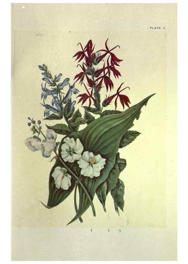 Reproducción/Reproduction 31974929097: Studies of plant life in Canada :. Toronto :W. Briggs,1906.. 