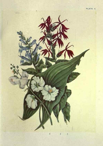 Reproducción/Reproduction 31974929097: Studies of plant life in Canada :. Toronto :W. Briggs,1906.. 