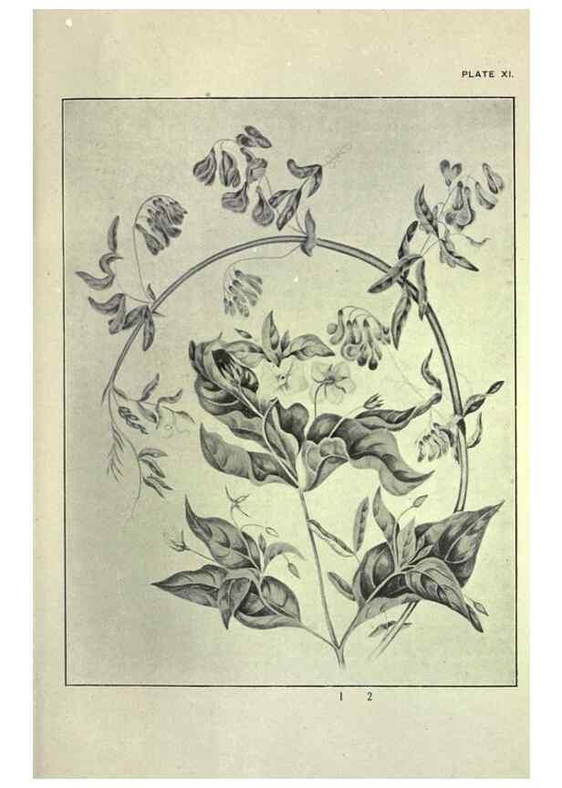 Reproducción/Reproduction 31974931667: Studies of plant life in Canada :. Toronto :W. Briggs,1906.. 