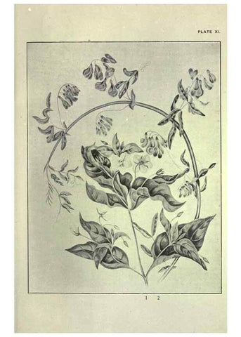 Reproducción/Reproduction 31974931667: Studies of plant life in Canada :. Toronto :W. Briggs,1906.. 