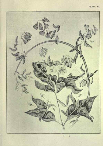 Reproducción/Reproduction 31974931667: Studies of plant life in Canada :. Toronto :W. Briggs,1906.. 