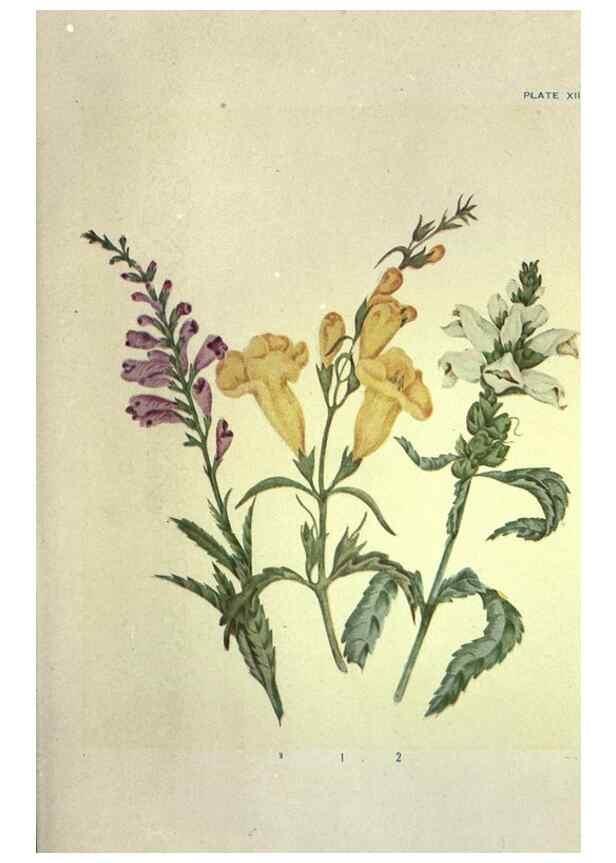 Reproducción/Reproduction 31974932207: Studies of plant life in Canada :. Toronto :W. Briggs,1906.. 