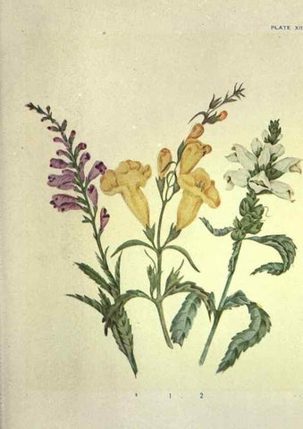 Reproducción/Reproduction 31974932207: Studies of plant life in Canada :. Toronto :W. Briggs,1906.. 
