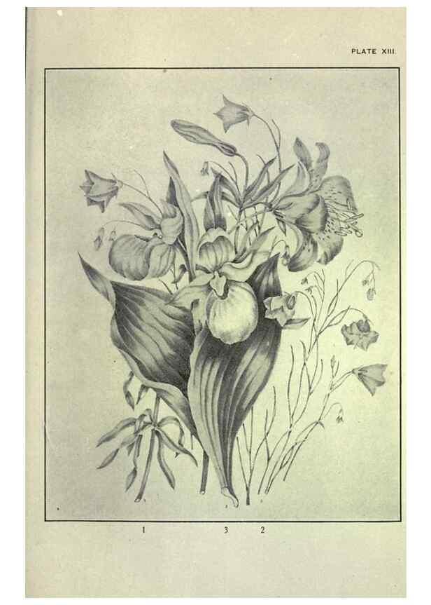 Reproducción/Reproduction 46864076692: Studies of plant life in Canada :. Toronto :W. Briggs,1906.. 