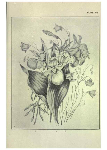 Reproducción/Reproduction 46864076692: Studies of plant life in Canada :. Toronto :W. Briggs,1906.. 
