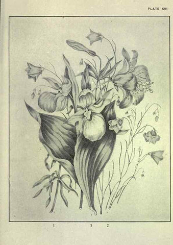 Reproducción/Reproduction 46864076692: Studies of plant life in Canada :. Toronto :W. Briggs,1906.. 