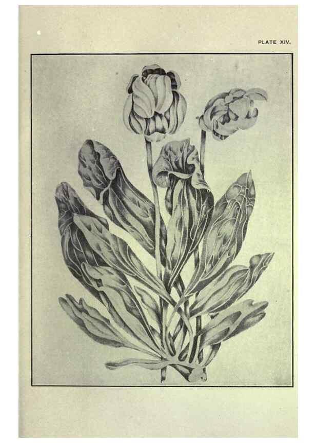 Reproducción/Reproduction 33040798468: Studies of plant life in Canada :. Toronto :W. Briggs,1906.. 