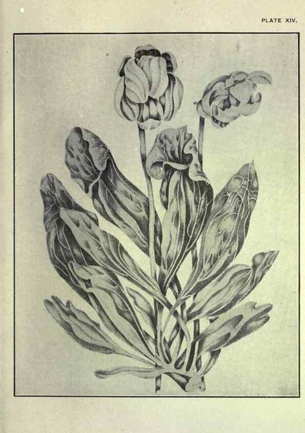 Reproducción/Reproduction 33040798468: Studies of plant life in Canada :. Toronto :W. Briggs,1906.. 