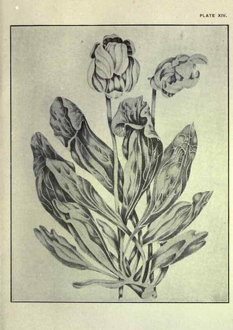 Reproducción/Reproduction 33040798468: Studies of plant life in Canada :. Toronto :W. Briggs,1906.. 