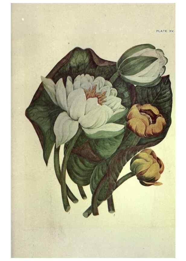 Reproducción/Reproduction 46916119491: Studies of plant life in Canada :. Toronto :W. Briggs,1906.. 