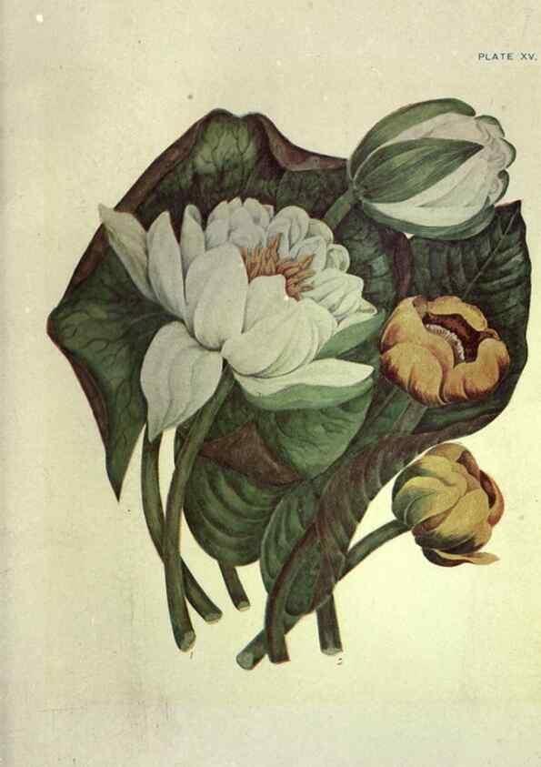 Reproducción/Reproduction 46916119491: Studies of plant life in Canada :. Toronto :W. Briggs,1906.. 