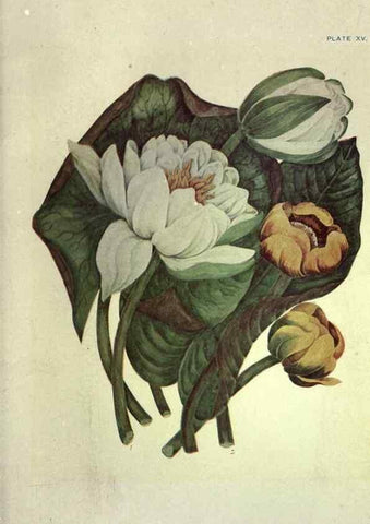 Reproducción/Reproduction 46916119491: Studies of plant life in Canada :. Toronto :W. Briggs,1906.. 