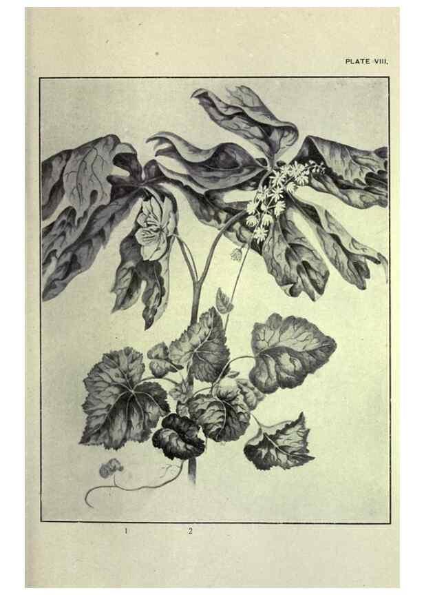 Reproducción/Reproduction 46864073352: Studies of plant life in Canada :. Toronto :W. Briggs,1906.. 