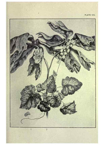 Reproducción/Reproduction 46864073352: Studies of plant life in Canada :. Toronto :W. Briggs,1906.. 