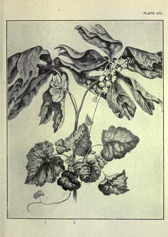 Reproducción/Reproduction 46864073352: Studies of plant life in Canada :. Toronto :W. Briggs,1906.. 