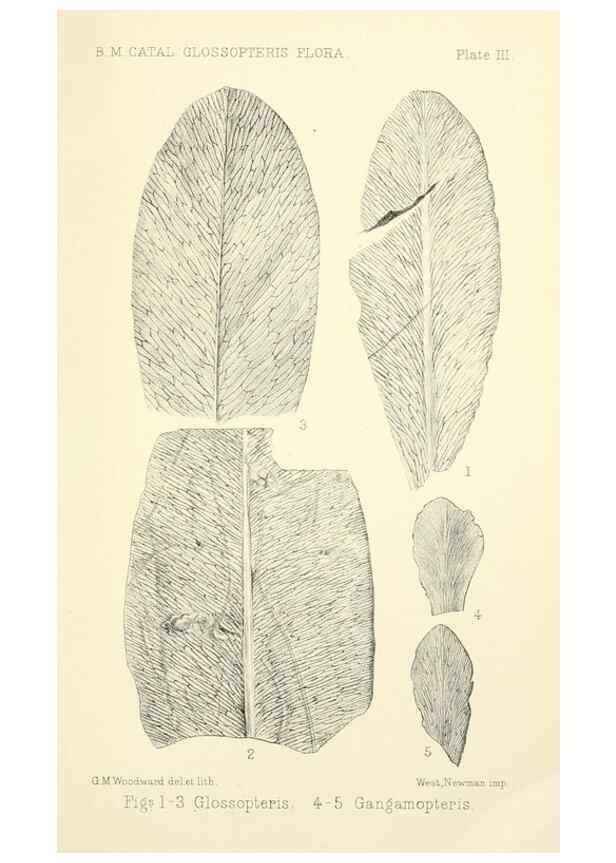 Reproducción/Reproduction 39943380113: Catalogue of the fossil plants of the Glossopteris flora in the Department of geology.. London,Printed by order of the Trustees,1905.. 