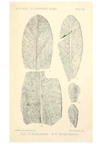 Reproducción/Reproduction 39943380113: Catalogue of the fossil plants of the Glossopteris flora in the Department of geology.. London,Printed by order of the Trustees,1905.. 