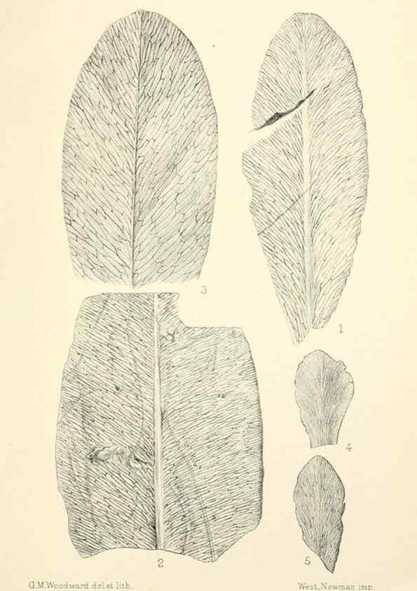 Reproducción/Reproduction 39943380113: Catalogue of the fossil plants of the Glossopteris flora in the Department of geology.. London,Printed by order of the Trustees,1905.. 