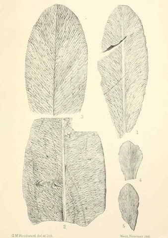 Reproducción/Reproduction 39943380113: Catalogue of the fossil plants of the Glossopteris flora in the Department of geology.. London,Printed by order of the Trustees,1905.. 