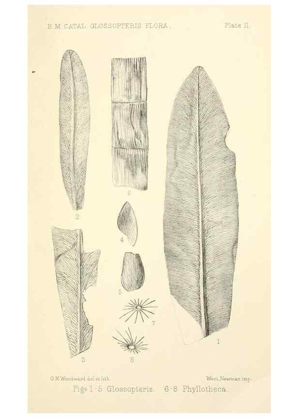 Reproducción/Reproduction 46908172561: Catalogue of the fossil plants of the Glossopteris flora in the Department of geology.. London,Printed by order of the Trustees,1905.. 