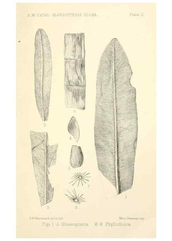 Reproducción/Reproduction 46908172561: Catalogue of the fossil plants of the Glossopteris flora in the Department of geology.. London,Printed by order of the Trustees,1905.. 