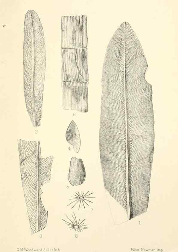 Reproducción/Reproduction 46908172561: Catalogue of the fossil plants of the Glossopteris flora in the Department of geology.. London,Printed by order of the Trustees,1905.. 