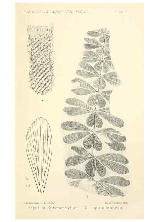 Reproducción/Reproduction 46908171301: Catalogue of the fossil plants of the Glossopteris flora in the Department of geology.. London,Printed by order of the Trustees,1905.. 