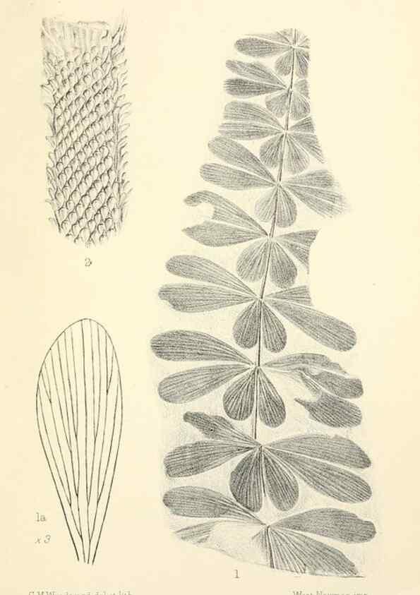 Reproducción/Reproduction 46908171301: Catalogue of the fossil plants of the Glossopteris flora in the Department of geology.. London,Printed by order of the Trustees,1905.. 