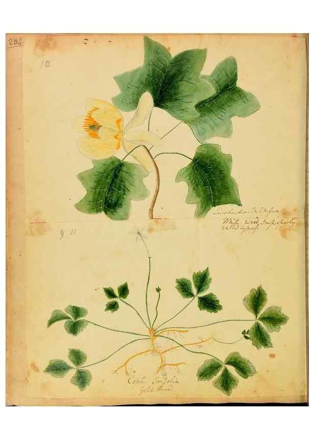 Reproducción/Reproduction 31964426817: Botanical description and medical, culinary & other uses of the plants in the first volume of my American herbarium /. . 