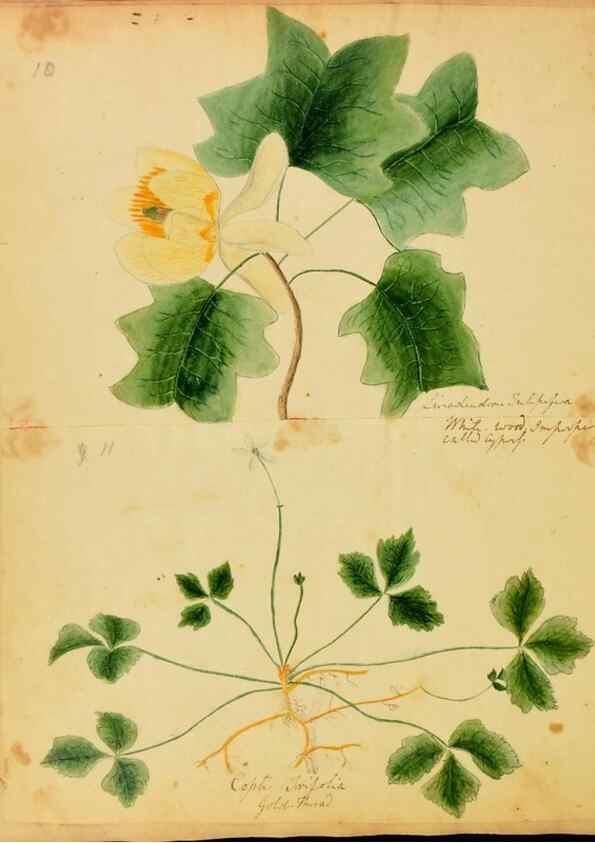 Reproducción/Reproduction 31964426817: Botanical description and medical, culinary & other uses of the plants in the first volume of my American herbarium /. . 