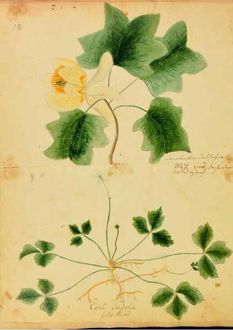 Reproducción/Reproduction 31964426817: Botanical description and medical, culinary & other uses of the plants in the first volume of my American herbarium /. . 
