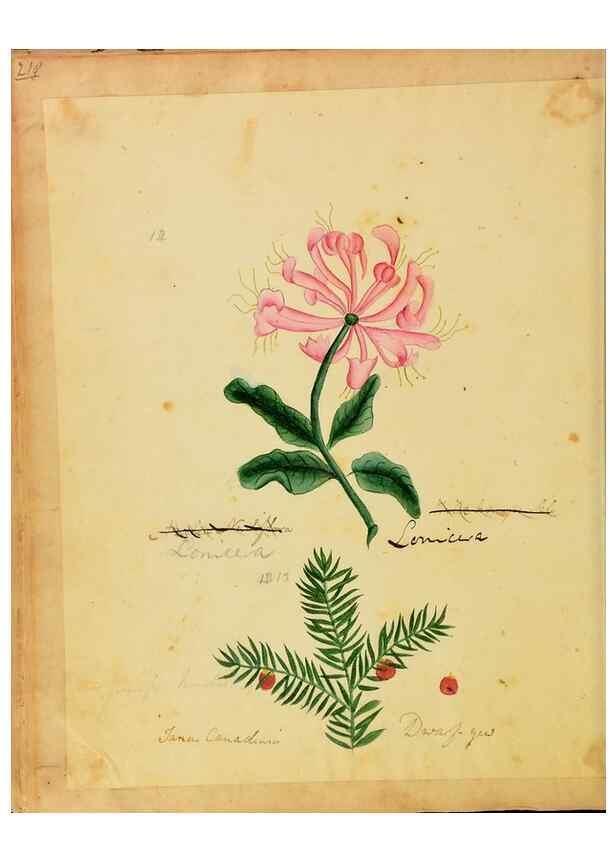 Reproducción/Reproduction 33030350758: Botanical description and medical, culinary & other uses of the plants in the first volume of my American herbarium /. . 