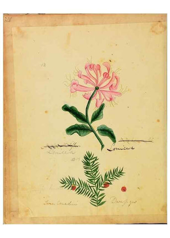 Reproducción/Reproduction 33030350758: Botanical description and medical, culinary & other uses of the plants in the first volume of my American herbarium /. . 