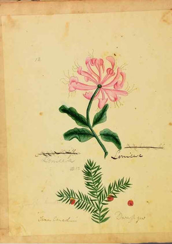 Reproducción/Reproduction 33030350758: Botanical description and medical, culinary & other uses of the plants in the first volume of my American herbarium /. . 