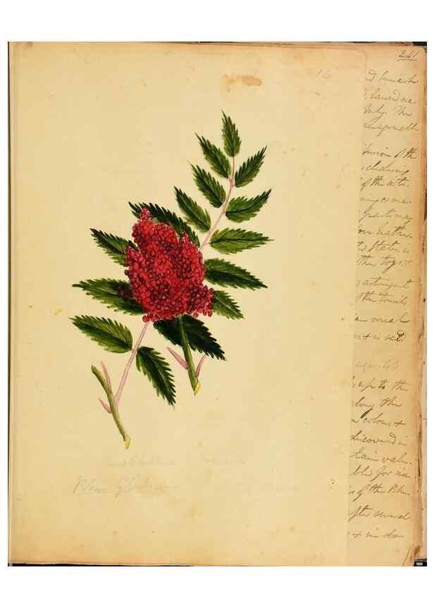 Reproducción/Reproduction 46853561572: Botanical description and medical, culinary & other uses of the plants in the first volume of my American herbarium /. . 