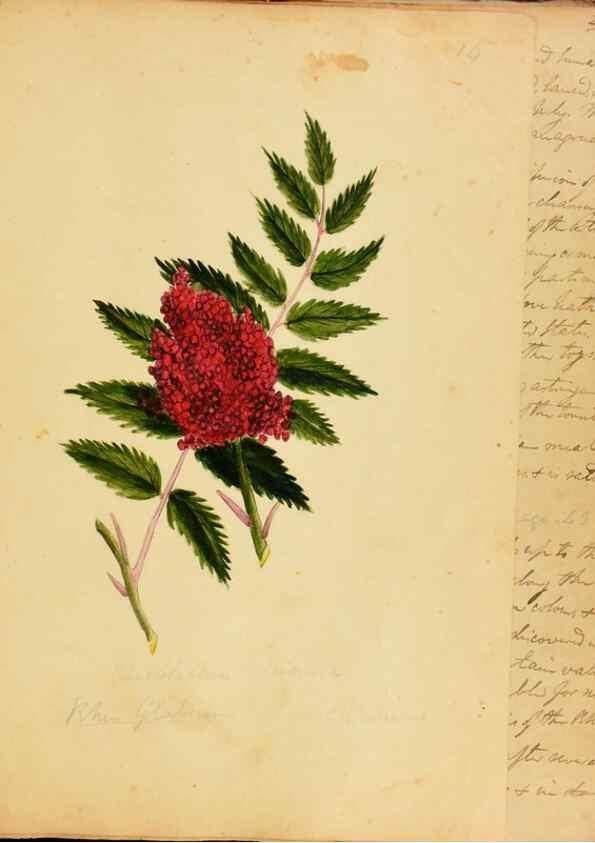 Reproducción/Reproduction 46853561572: Botanical description and medical, culinary & other uses of the plants in the first volume of my American herbarium /. . 