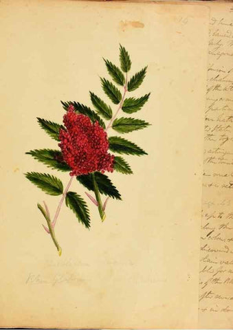 Reproducción/Reproduction 46853561572: Botanical description and medical, culinary & other uses of the plants in the first volume of my American herbarium /. . 