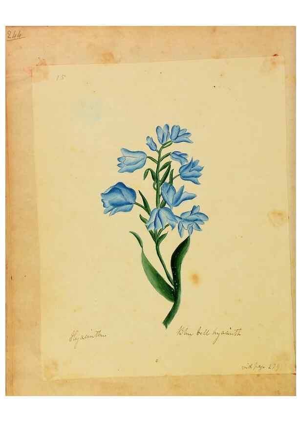 Reproducción/Reproduction 45991156865: Botanical description and medical, culinary & other uses of the plants in the first volume of my American herbarium /. . 