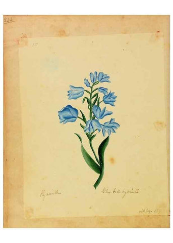 Reproducción/Reproduction 45991156865: Botanical description and medical, culinary & other uses of the plants in the first volume of my American herbarium /. . 
