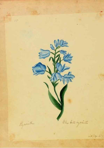 Reproducción/Reproduction 45991156865: Botanical description and medical, culinary & other uses of the plants in the first volume of my American herbarium /. . 