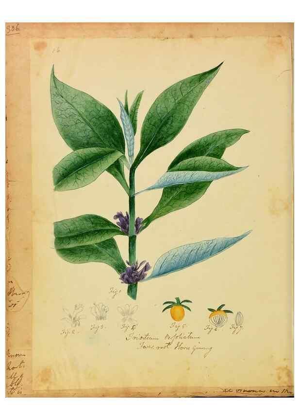 Reproducción/Reproduction 46905670971: Botanical description and medical, culinary & other uses of the plants in the first volume of my American herbarium /. . 