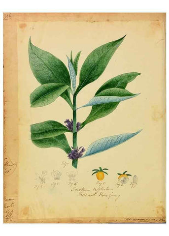 Reproducción/Reproduction 46905670971: Botanical description and medical, culinary & other uses of the plants in the first volume of my American herbarium /. . 