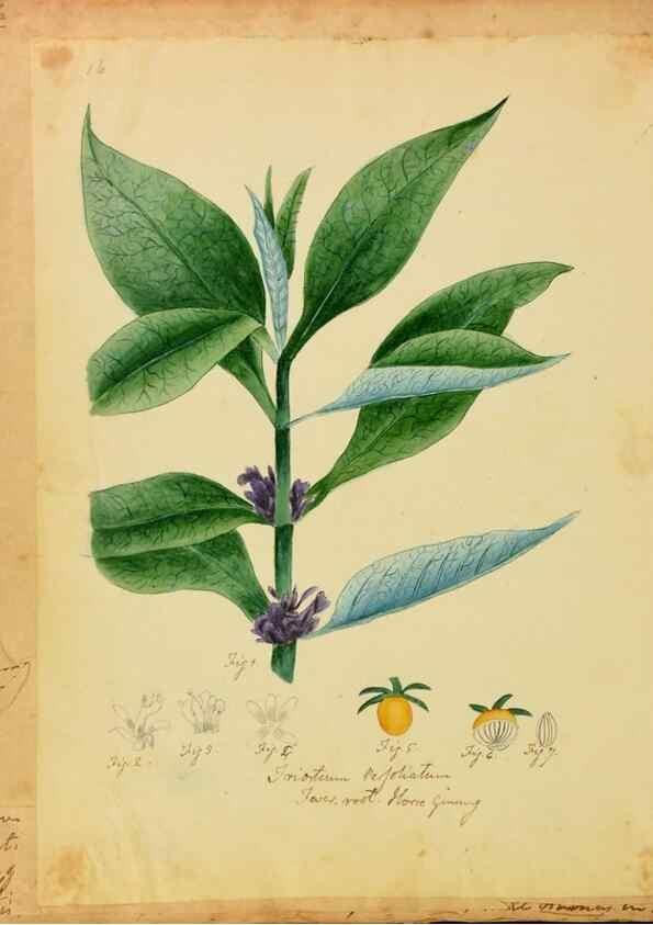 Reproducción/Reproduction 46905670971: Botanical description and medical, culinary & other uses of the plants in the first volume of my American herbarium /. . 