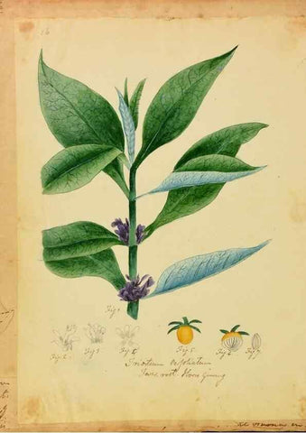 Reproducción/Reproduction 46905670971: Botanical description and medical, culinary & other uses of the plants in the first volume of my American herbarium /. . 