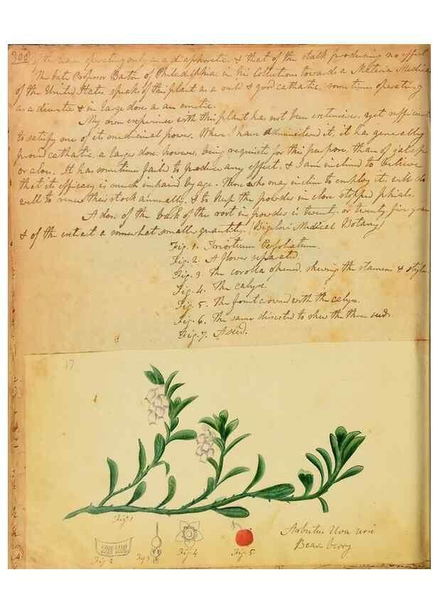 Reproducción/Reproduction 46853565102: Botanical description and medical, culinary & other uses of the plants in the first volume of my American herbarium /. . 