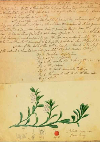 Reproducción/Reproduction 46853565102: Botanical description and medical, culinary & other uses of the plants in the first volume of my American herbarium /. . 