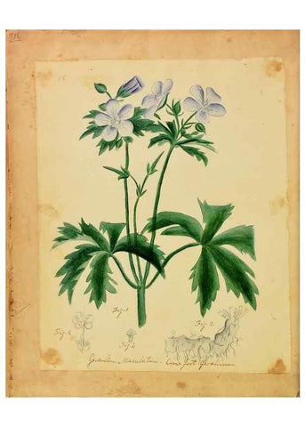 Reproducción/Reproduction 39940985303: Botanical description and medical, culinary & other uses of the plants in the first volume of my American herbarium /. . 