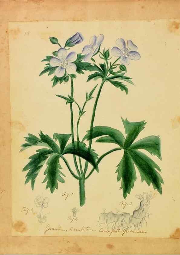 Reproducción/Reproduction 39940985303: Botanical description and medical, culinary & other uses of the plants in the first volume of my American herbarium /. . 